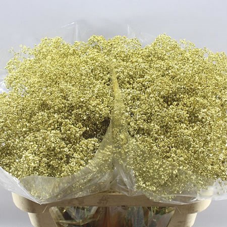 GYPSOPHILA DYED GOLD