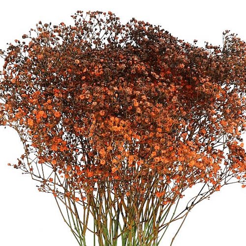 GYPSOPHILA DYED HALLOWEEN