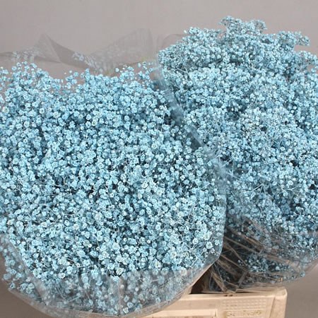 GYPSOPHILA DYED LIGHT BLUE