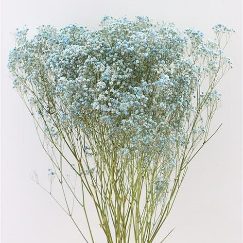 GYPSOPHILA DYED LIGHT BLUE (DRIED)