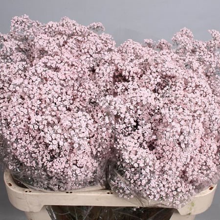 GYPSOPHILA DYED LIGHT PINK