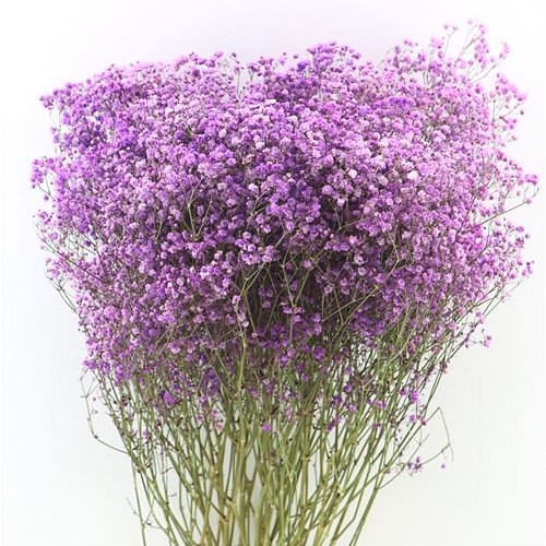 GYPSOPHILA DYED LILAC (DRIED) 70cm Wholesale Dried Flowers UK