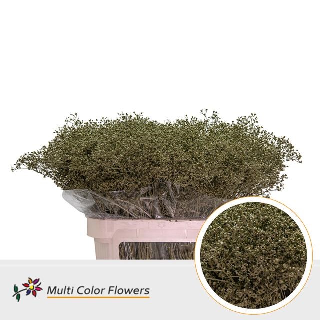 GYPSOPHILA DYED OLIVE GREEN