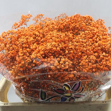 GYPSOPHILA DYED ORANGE