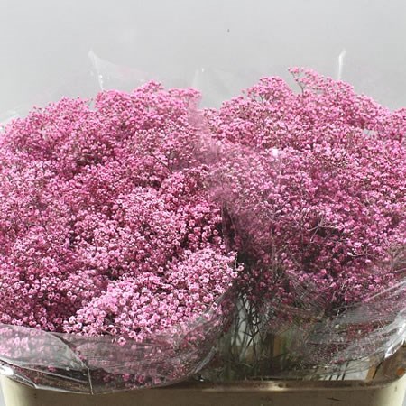 GYPSOPHILA DYED PINK