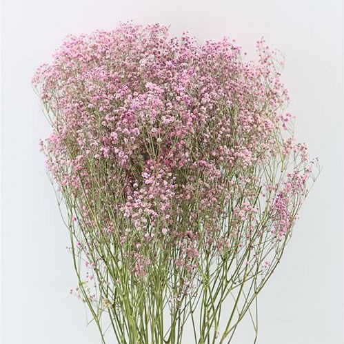 GYPSOPHILA DYED PINK (DRIED)