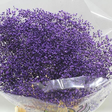 GYPSOPHILA DYED PURPLE