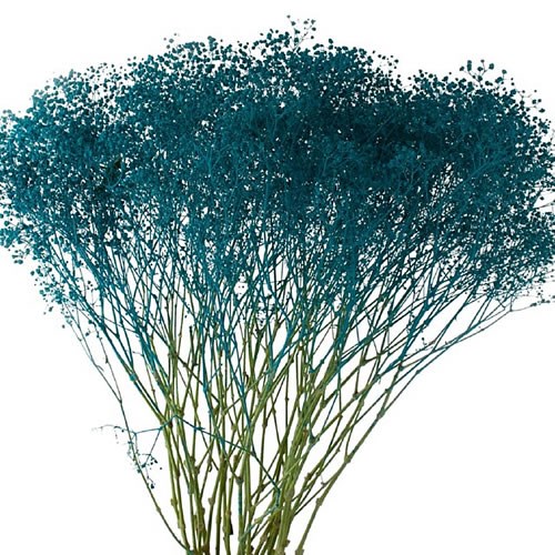 GYPSOPHILA DYED TURQUOISE