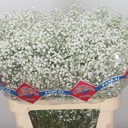 GYPSOPHILA HORA