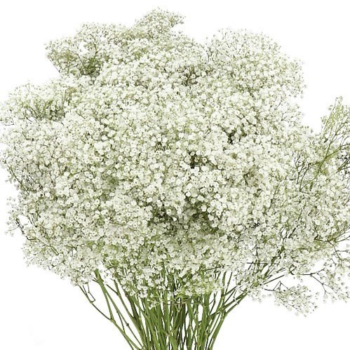 GYPSOPHILA MILLION STARS