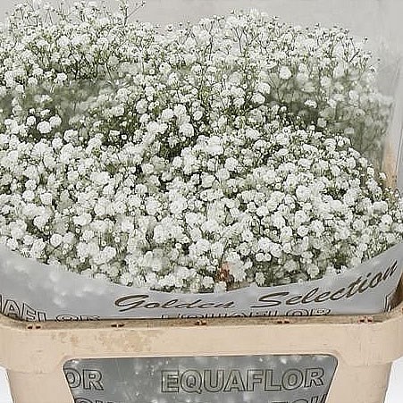 GYPSOPHILA XLENCE