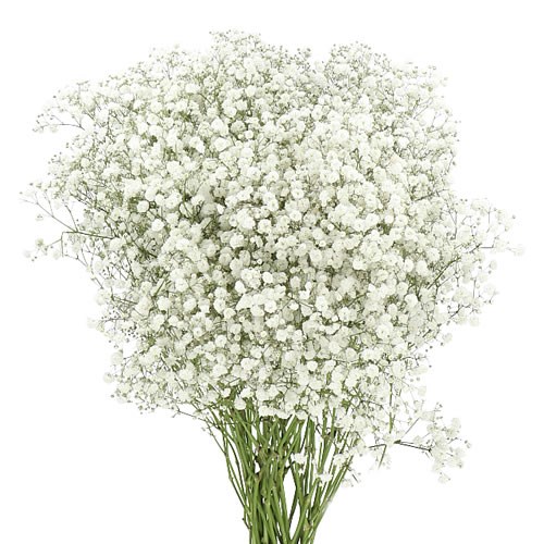 GYPSOPHILA XLENCE