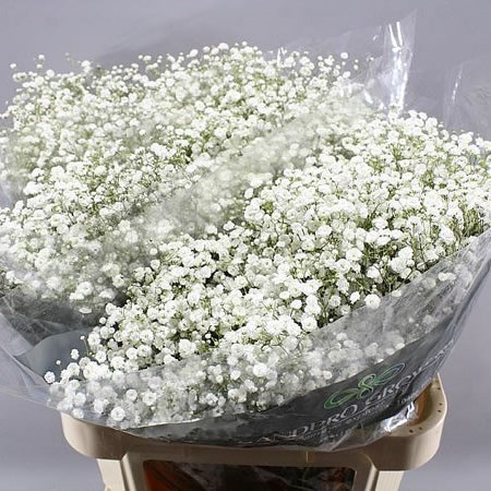 GYPSOPHILA XLENCE