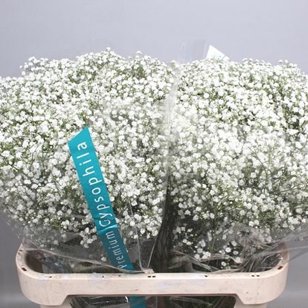 GYPSOPHILA ZINZI DISCOVERY