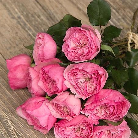 Rose Garden Mariatheresia