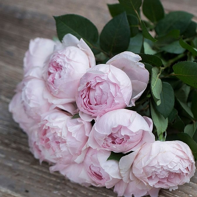 Rose peony pink (scented garden rose)