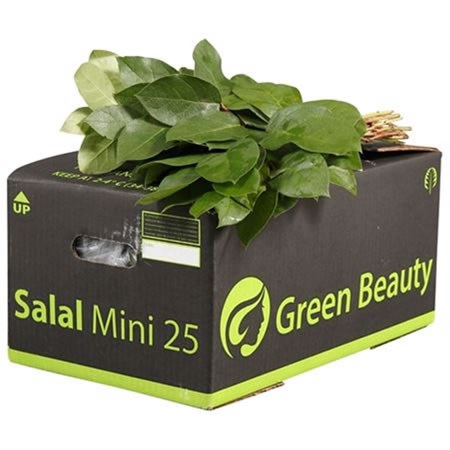 Gaultheria Salal Mini