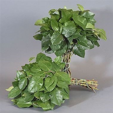 Gaultheria Salal Tips