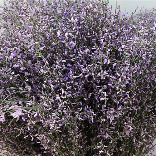 Genista Dyed Lilac