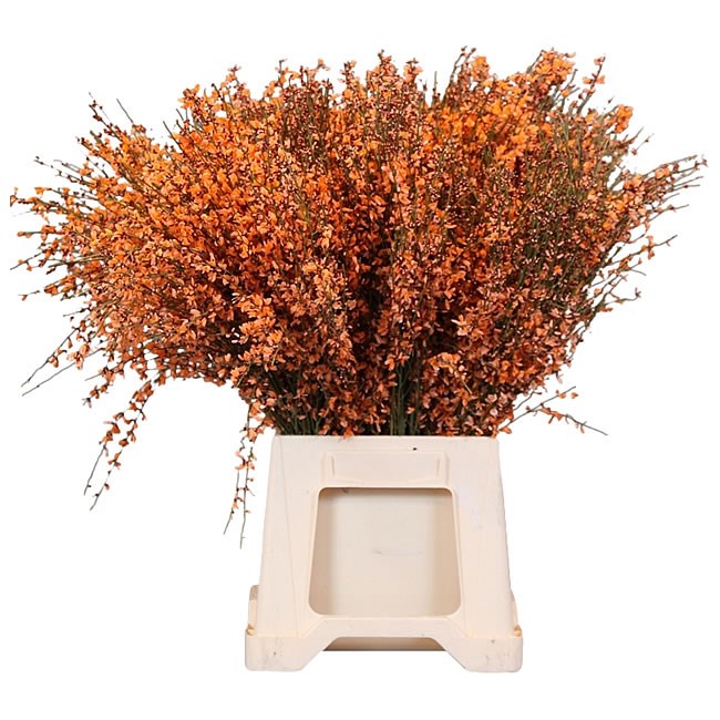 Genista Dyed Orange