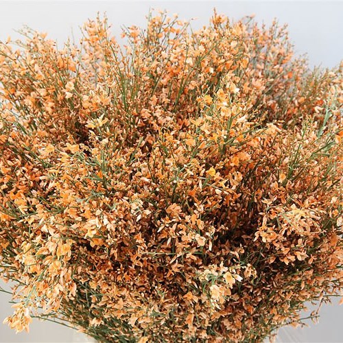 Genista Dyed Orange