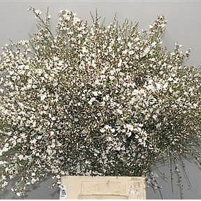 Genista White