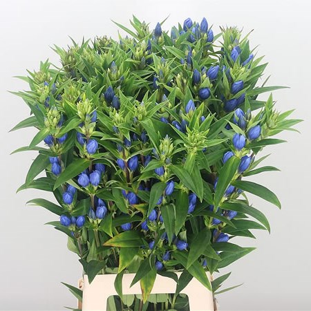 Gentiana Blue (Extra)