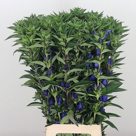 Gentiana Dark Blue Sky (Extra)