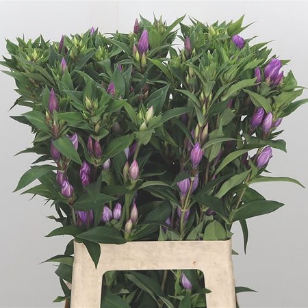 Pink Gentialia Gentiana Pink Sky 60cm | Wholesale Dutch Flowers & Florist Supplies UK