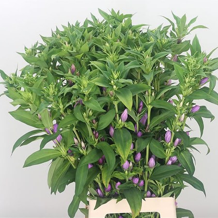 Pink Gentialia Gentiana Pink Sky 80cm | Wholesale Dutch Flowers & Florist Supplies UK