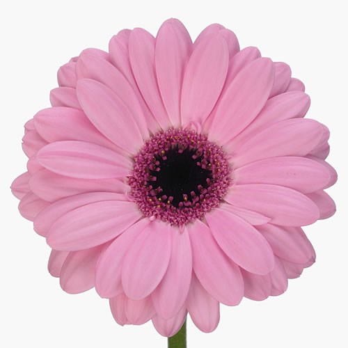 Gerbera Abraxas