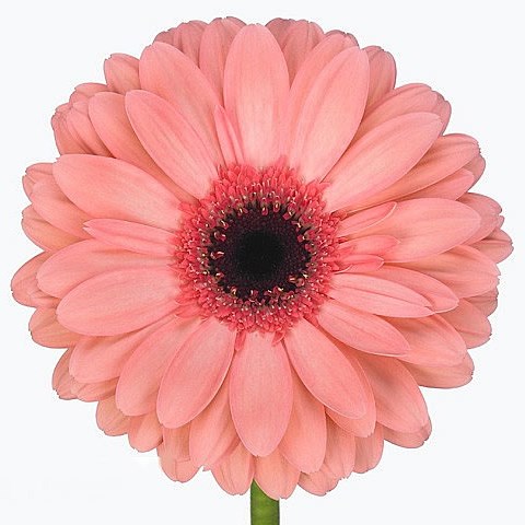 Gerbera Abriana