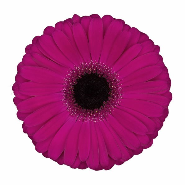 Gerbera Aladin