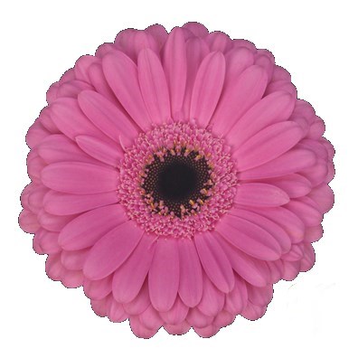 Gerbera Alydia