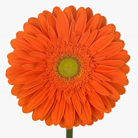 Gerbera Amadeus