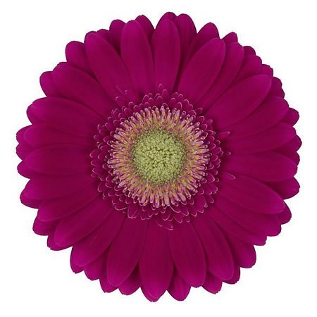 Gerbera Ambassador