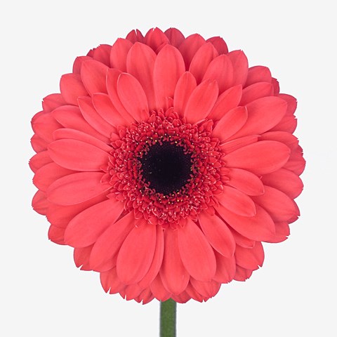 Gerbera Aqua Melone