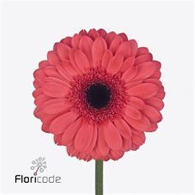 Gerbera Aqua Melone