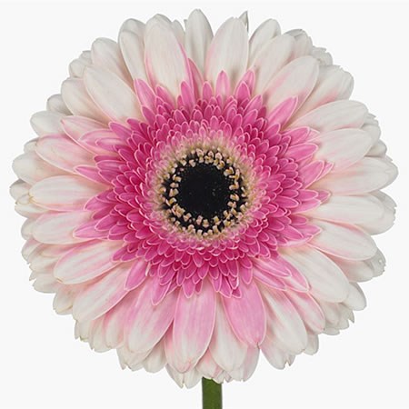 Gerbera Artist