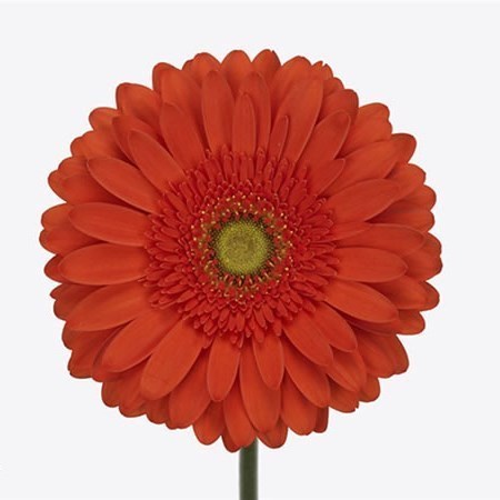 Gerbera Atlanta