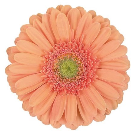 Gerbera Avignon