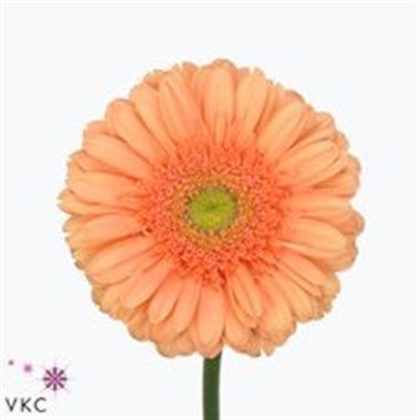 Gerbera Avignon