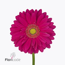 Gerbera Baringo