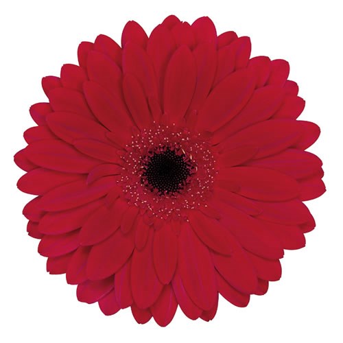 Gerbera Barones