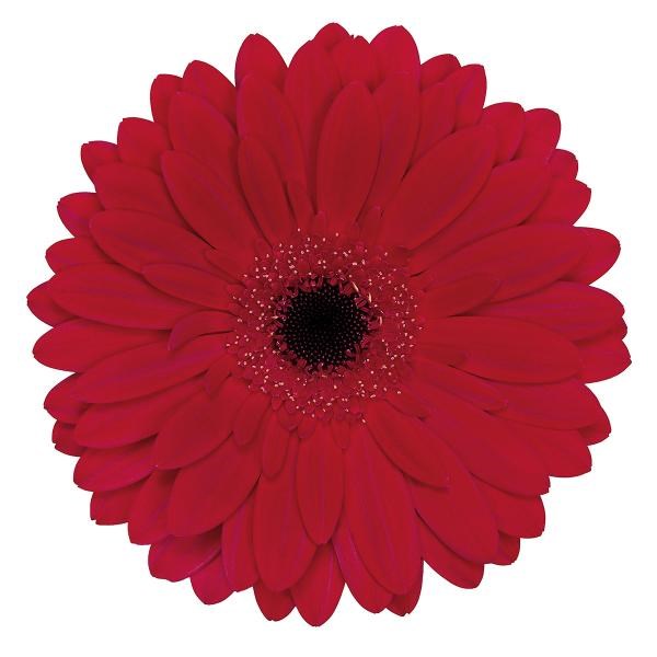 Gerbera Barones