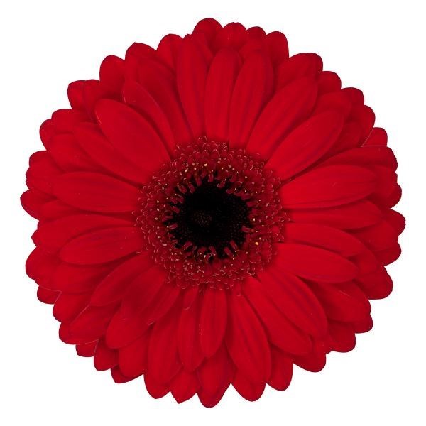 Gerbera Beauty