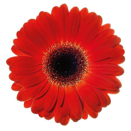 Gerbera Bellezza