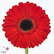 Gerbera Blinddate