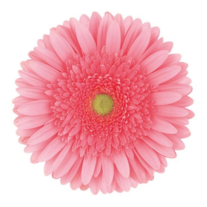 Gerbera Blossom