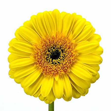 Gerbera Cabana